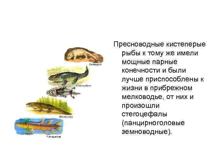 Пресноводные кистеперые рыбы к тому же имели мощные парные конечности и были лучше приспособлены