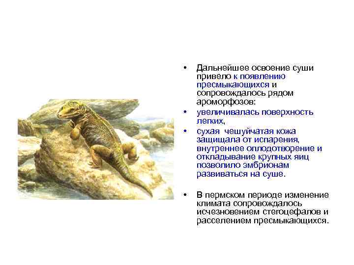  • • Дальнейшее освоение суши привело к появлению пресмыкающихся и сопровождалось рядом ароморфозов: