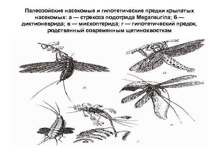 Палеозойские насекомые и гипотетические предки крылатых насекомых: а — стрекоза подотряда Meganeurina; б —