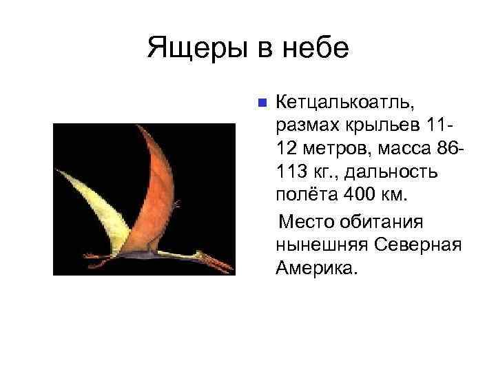 Ящеры в небе Кетцалькоатль, размах крыльев 1112 метров, масса 86113 кг. , дальность полёта