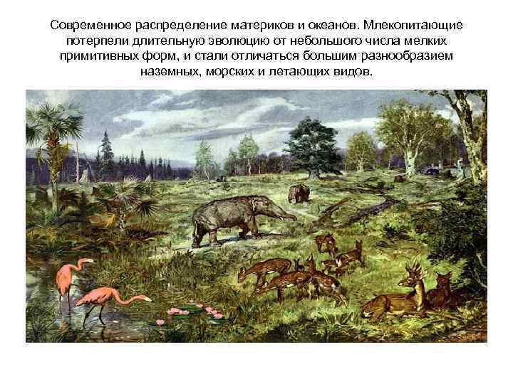 Современное распределение материков и океанов. Млекопитающие потерпели длительную эволюцию от небольшого числа мелких примитивных