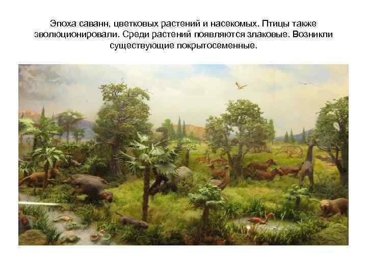 Эпоха саванн, цветковых растений и насекомых. Птицы также эволюционировали. Среди растений появляются злаковые. Возникли