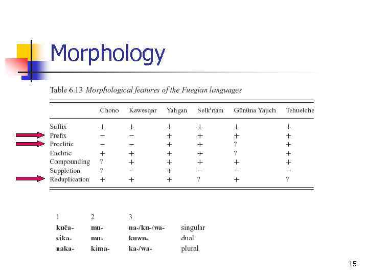 Morphology 15 
