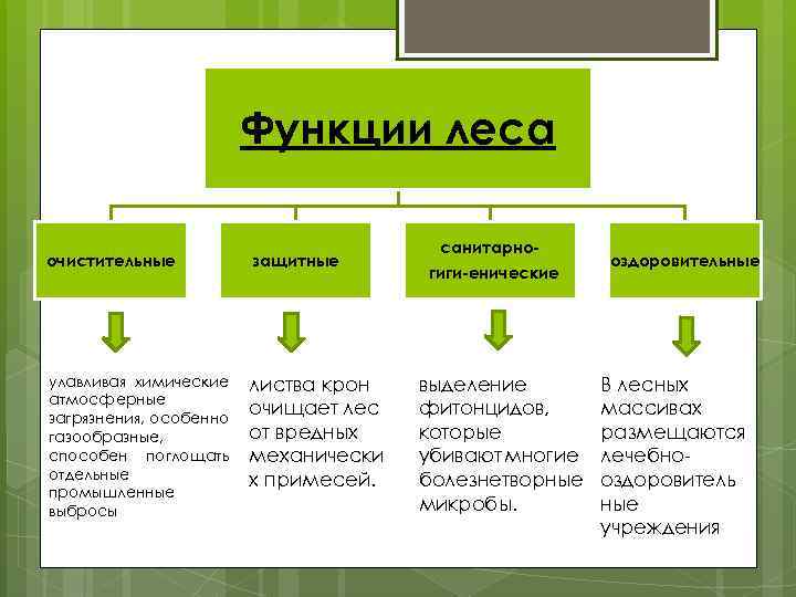 Функции леса