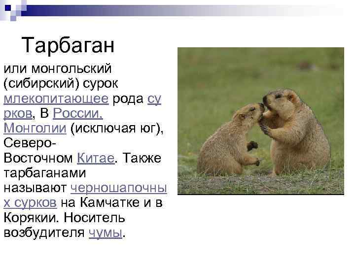 Тарбаган или монгольский (сибирский) сурок млекопитающее рода су рков, В России, Монголии (исключая юг),