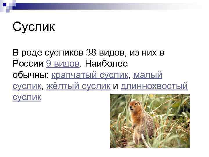 Суслик В роде сусликов 38 видов, из них в России 9 видов. Наиболее обычны: