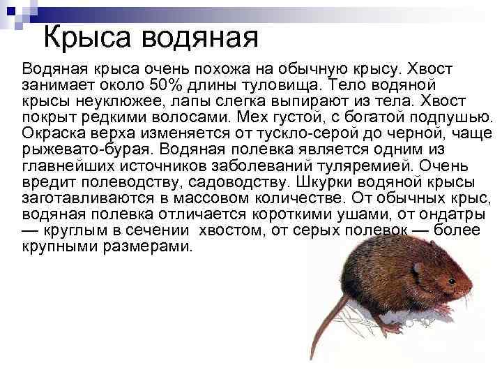 Крыса водяная Водяная крыса очень похожа на обычную крысу. Хвост занимает около 50% длины