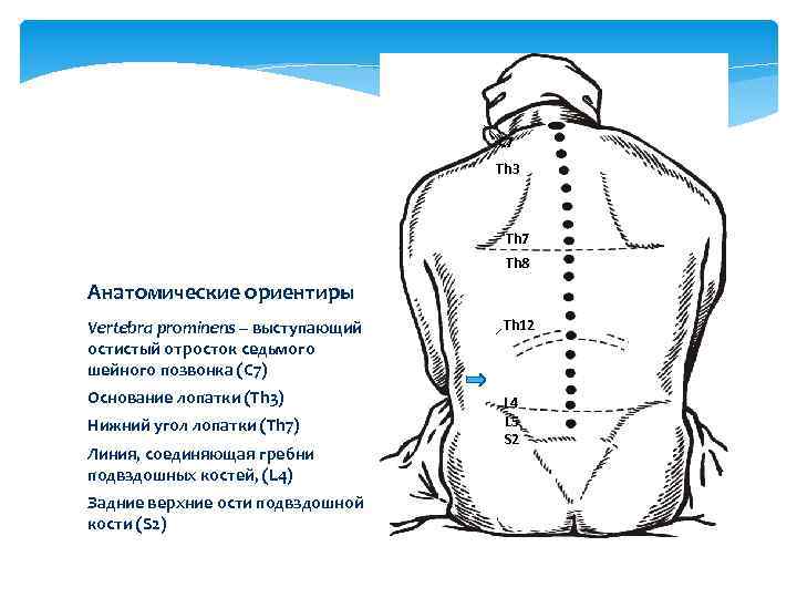 С 7 Th 3 Th 7 Th 8 Анатомические ориентиры Vertebra prominens – выступающий