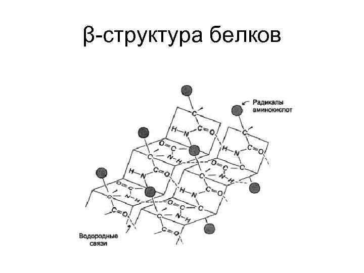 β-структура белков 