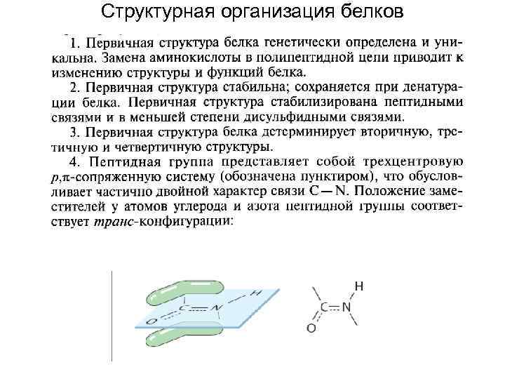 Структурная организация белков 