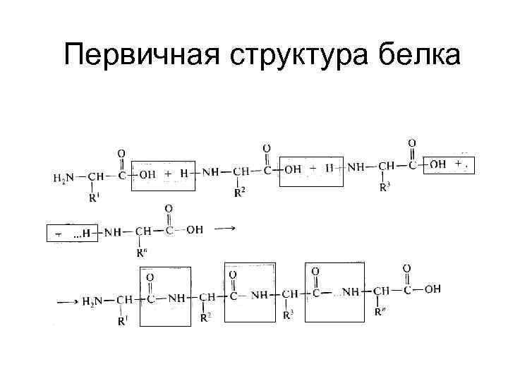 Первичная структура белковых