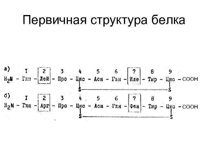 Первичная структура белка COOH 