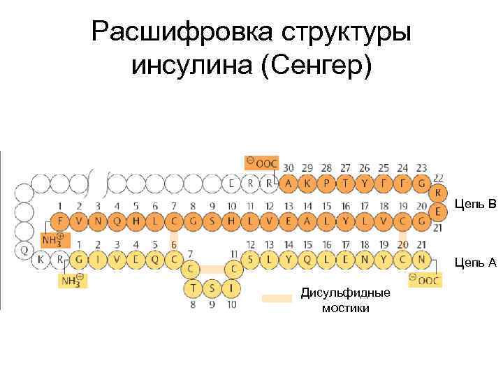 Расшифровка состава. Первичная структура белка инсулина. Первичная структура инсулина. Первичная структура молекулы инсулина. Структура инсулина биохимия.