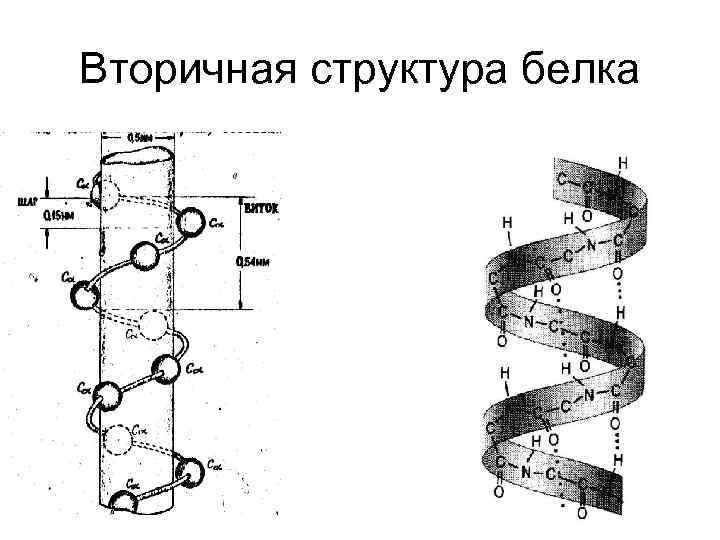 Вторичная структура белков связи. Вторичная структура белка b. Вторичная структура белка схема. Вторичная структура белков схема. Вторичная структура белка рисунок.