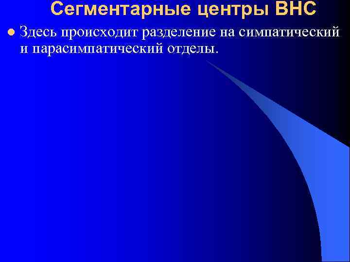 Сегментарные центры ВНС l Здесь происходит разделение на симпатический и парасимпатический отделы. 