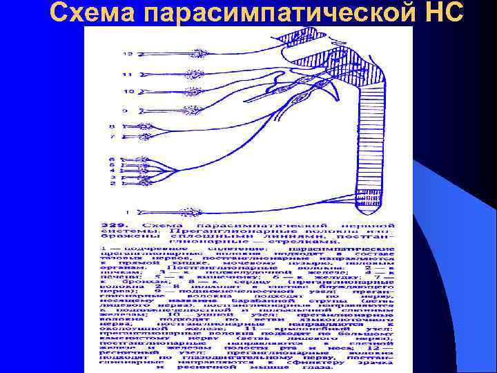 Схема парасимпатической НС 