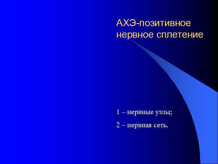 АХЭ-позитивное нервное сплетение 1 – нервные узлы; 2 – нервная сеть. 