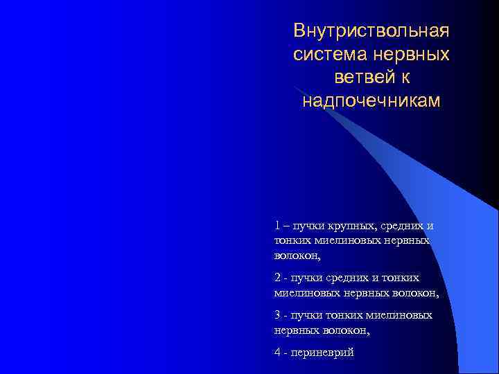 Внутриствольная система нервных ветвей к надпочечникам 1 – пучки крупных, средних и тонких миелиновых