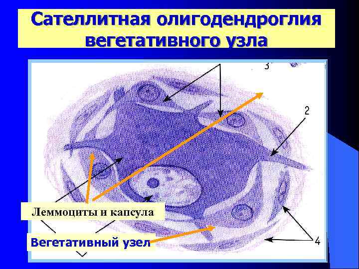 Сателлитная олигодендроглия вегетативного узла Леммоциты и капсула Вегетативный узел 