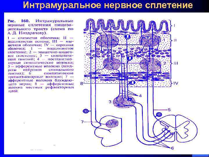 Интрамуральное нервное сплетение 