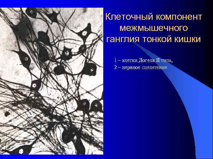 Клеточный компонент межмышечного ганглия тонкой кишки 1 – клетки Догеля II типа, 2 –