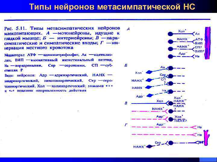 Типы нейронов метасимпатической НС 