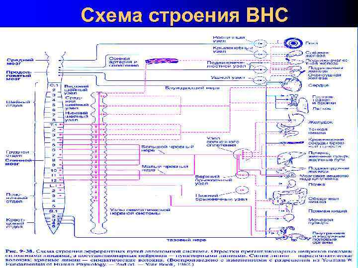 Схема строения ВНС 