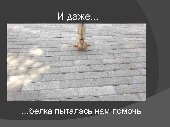 И даже… …белка пыталась нам помочь 