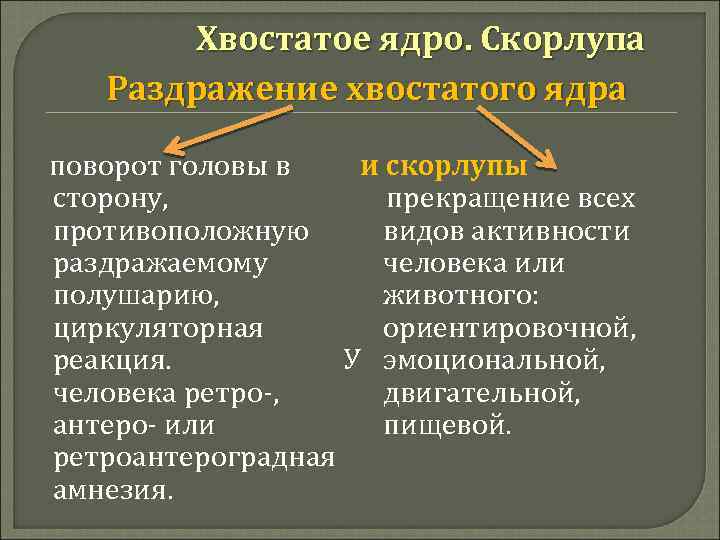 Хвостатое ядро. Скорлупа Раздражение хвостатого ядра поворот головы в и скорлупы сторону, прекращение всех