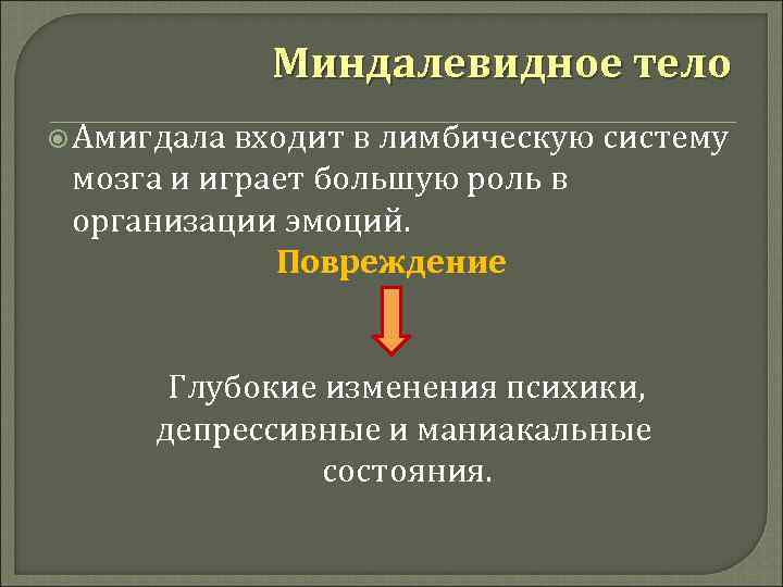 Миндалевидное тело Амигдала входит в лимбическую систему мозга и играет большую роль в организации