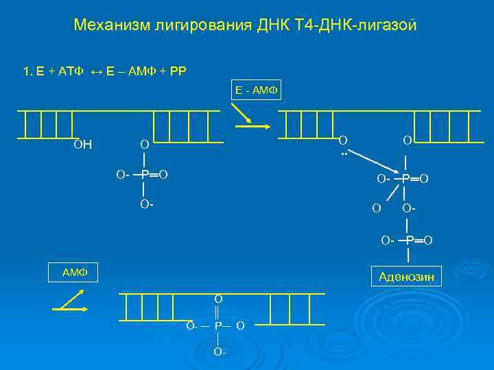 Днк 4