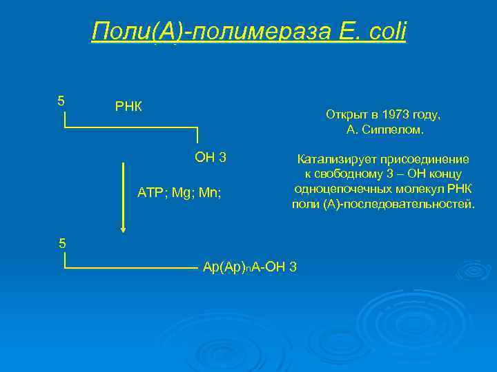 Поли(А)-полимераза E. coli 5 РНК Открыт в 1973 году, А. Сиппелом. ОН 3 АТР;