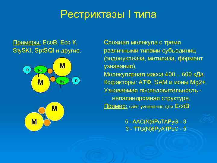 Рестриктазы I типа Примеры: Есо. В, Есо К, Sty. SKI, Spt. SQI и другие.