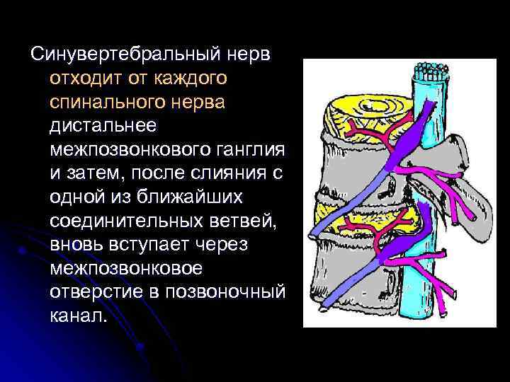 Синувертебральный нерв отходит от каждого спинального нерва дистальнее межпозвонкового ганглия и затем, после слияния