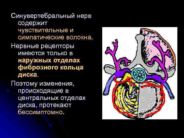 Синувертебральный нерв содержит чувствительные и симпатические волокна. Нервные рецепторы имеются только в наружных отделах