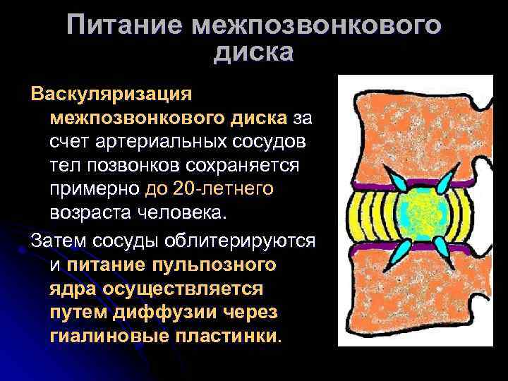 Питание межпозвонкового диска Васкуляризация межпозвонкового диска за счет артериальных сосудов тел позвонков сохраняется примерно