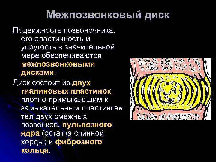 Межпозвонковый диск Подвижность позвоночника, его эластичность и упругость в значительной мере обеспечиваются межпозвонковыми дисками.