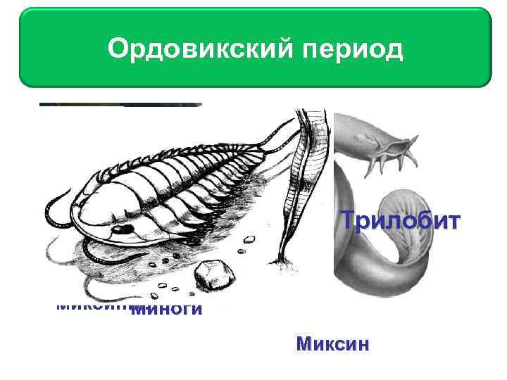 Ордовикский период Ордовинский период Продолжается совершенствование и специализация основных типов. В геологических отложениях этого