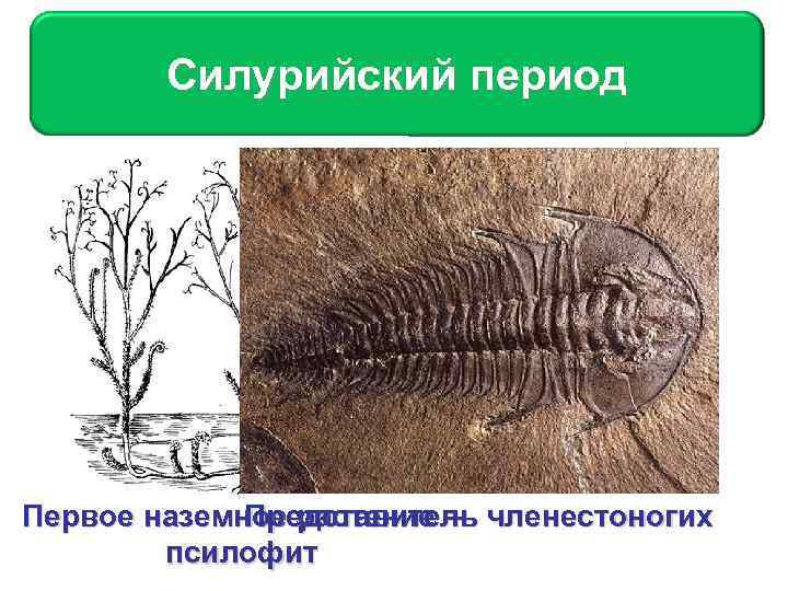 На рисунке изображены псилофиты вымершие растения используя фрагмент геохронологической