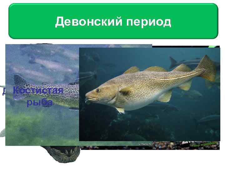 Девонский период В девонском периоде позвоночные представлены тремя группами: двоякодышащими, лучеперыми и Рыба В