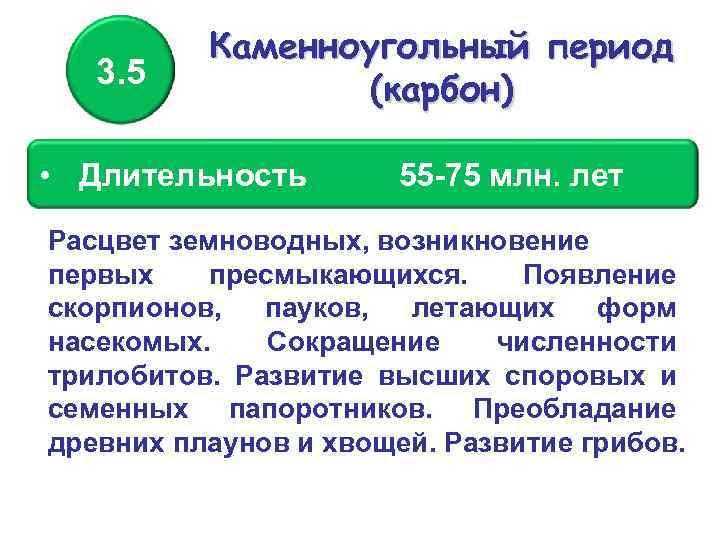 3. 5 Каменноугольный период (карбон) • Длительность 55 -75 млн. лет Расцвет земноводных, возникновение