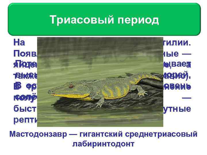 Триасовый период На суше развиваются рептилии. Появляются первые теплокровные — Потепление вызывает яйцекладущие климата