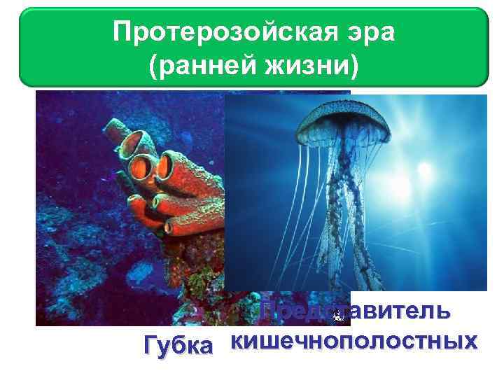 Протерозойская эра Протерозойская (ранней жизни) Начальные звенья эволюции В протерозойскую эру в морях уже