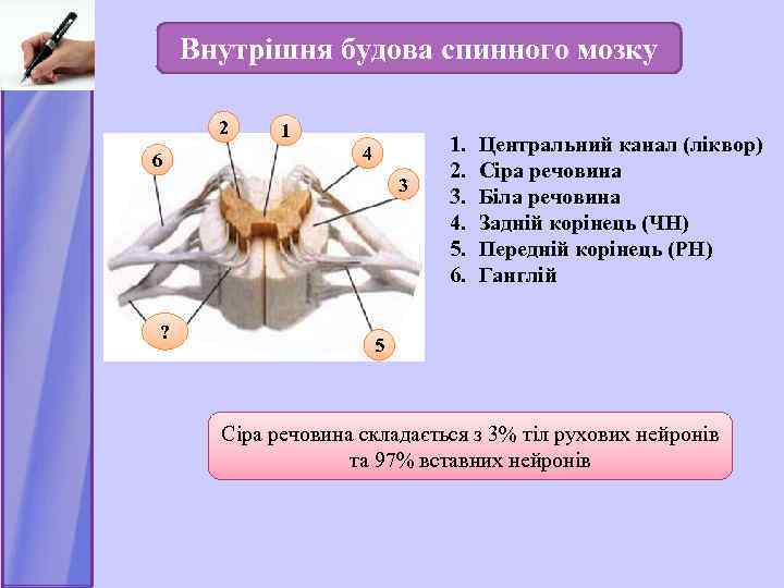 Внутрішня будова спинного мозку 2 6 1 4 3 ? 1. 2. 3. 4.