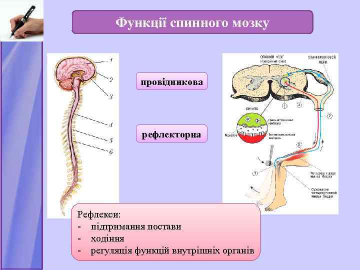 Функції спинного мозку провідникова рефлекторна Рефлекси: - підтримання постави - ходіння - регуляція функцій