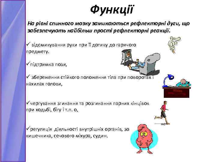 Функції На рівні спинного мозку замикаються рефлекторні дуги, що забезпечують найбільш прості рефлекторні реакції.