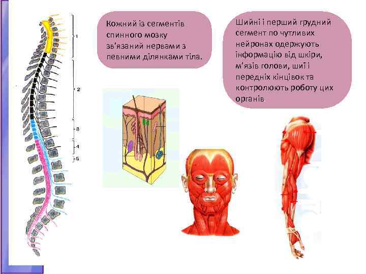 Кожний із сегментів спинного мозку зв’язаний нервами з певними ділянками тіла. Шийні і перший
