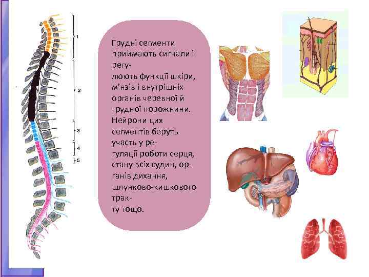 Грудні сегменти приймають сигнали і регулюють функції шкіри, м’язів і внутрішніх органів черевної й