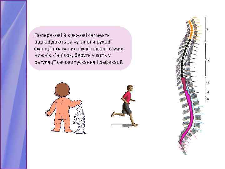 Поперекові й крижові сегменти відповідають за чутливі й рухові функції поясу нижніх кінцівок і