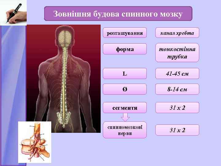 Зовнішня будова спинного мозку розташування канал хребта форма тонкостінна трубка L 41 -45 см